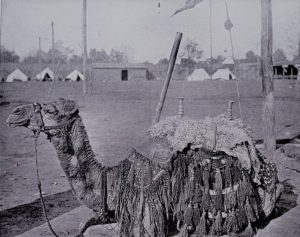 An_Arabian_Dromedary_Resting_-_Chicago_World's_Fair_1893