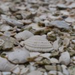 The paths along the garden, and many sites in town, use shells for paving material